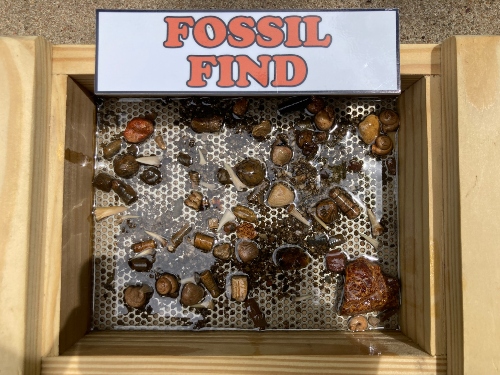 Fossil Find